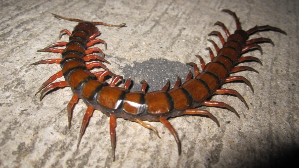 Amazonian Giant Centipede